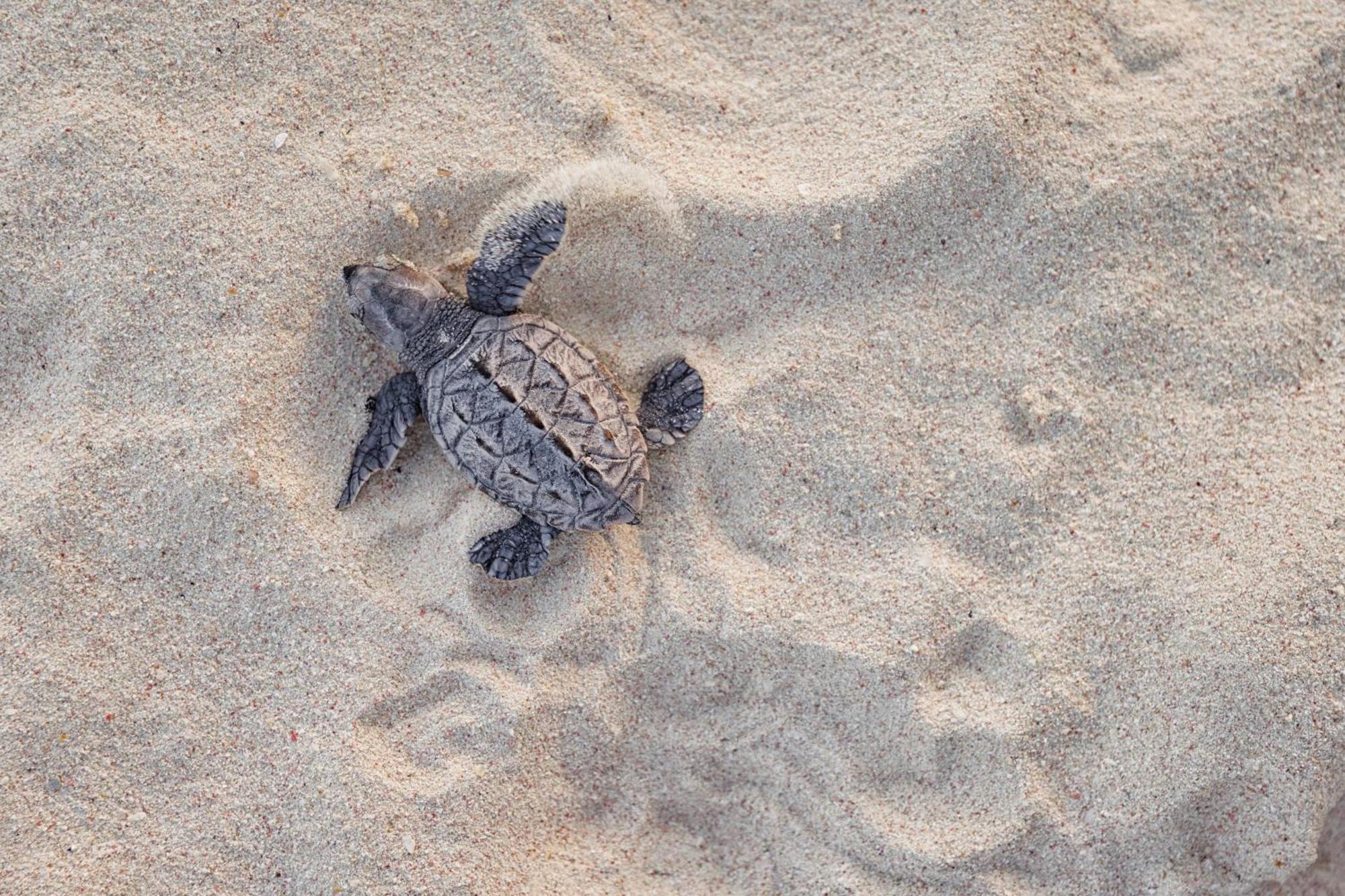Sandals Royal Barbados All Inclusive - Couples Only (Adults Only) Oistins Buitenkant foto